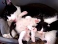 Black and White Mommy Cat Cleaning The Anus of Her Three Weeks Old Kittens