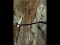 Симбиоз программ/ птица/ орел / #shorts