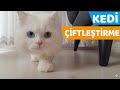 EVDE KEDİ ÇİFTLEŞTİRME (Scottish Straight Bicolor ile British Longhair Beyaz)