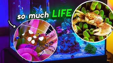 Putting INVERTS in my TINY REEF ECOSYSTEM!