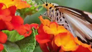 Butterfly feeding on Lantana . Slow motion. 