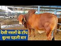 गीर साहीवाल थारपारकर के ऐसे टॉप के बुल्स नहीं देखे होंगे|Best Gir sahiwal Tharparkar Bulls in India