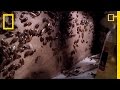 Creepy Cockroach Courtship | National Geographic