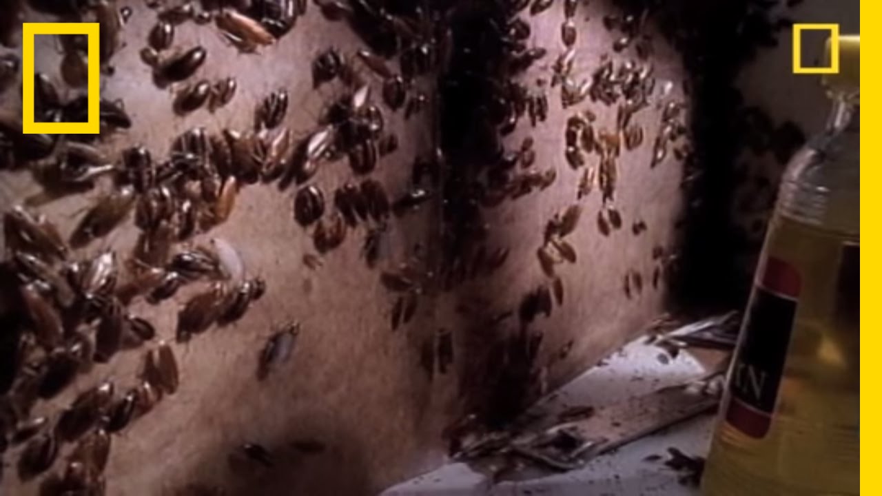 Creepy Cockroach Courtship | National Geographic