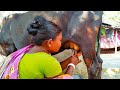 Woman's cow milking in village style | Cow milking by hand | Milking a cow