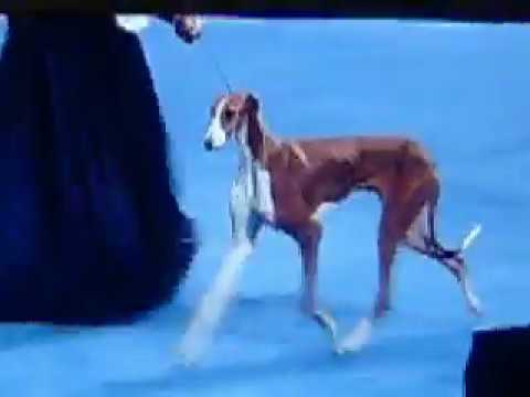 Video: American Kennel Club Introducerer En Ny Hunderace: Azawakh