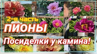 видео: Посиделки у камина. Поговорим об ИТО-гибридах. Часть 2 / Сад Ворошиловой картинка: Посиделки у камина. Поговорим об ИТО-гибридах. Часть 2 / Сад Ворошиловой