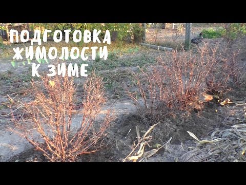 ЖИМОЛОСТЬ. ПОДГОТОВКА К ЗИМЕ. Фрукты-ягоды. Мой опыт.