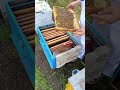 Тихая смена матки. Проверяю семьи пчел, ставлю метку на матки. Все идёт по плану 👌