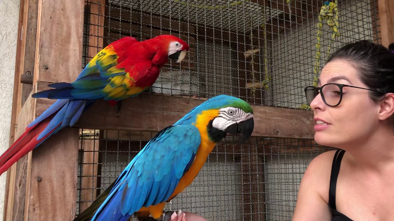 Araras disputando atenção da dona