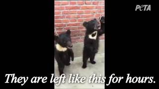 Have you ever heard a baby bear's spirit break? THIS is the circus through the PETA TEAM | VERY SAD by Pet Box 1,102 views 7 years ago 59 seconds