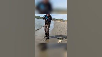 Crab snaring on the California Coast | How to catch Dungeness Crabs with snares #crabbing