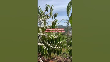 Vườn cà phê + tiêu + điều có nguồn thu ổn định cần bán giá rẻ #bdsdaknong