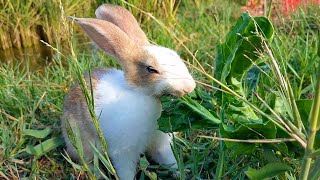 Baby rabbits love to play outside