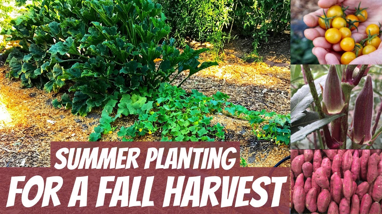 July Planting for a Fall Harvest YouTube