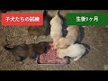 子犬たちに立ちはだかる壁【生後1ヶ月】