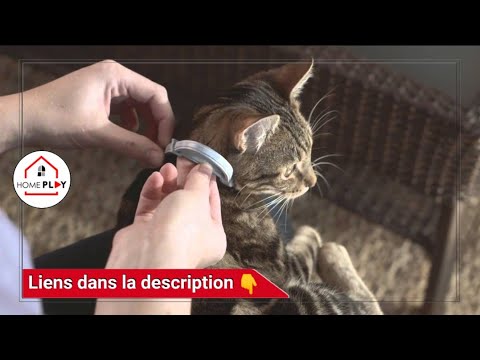 Vidéo: Étude: Les bouledogues français prédisposés aux problèmes de santé