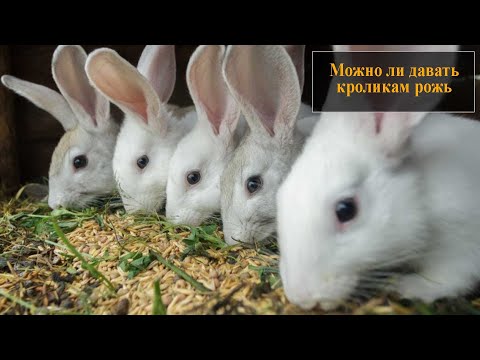 Можно ли давать кроликам рожь