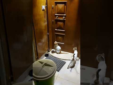 فورب السماء والأرض إنه لحق مثل ما أنكم تنطقون