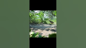 Creative Easy Bird Trap To Trapping Bird In The Jungle #shorts
