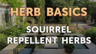Squirrel Repellent Herbs