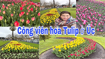 🇦🇺 241- Du Lịch nước Úc - ngắm hoa Tulip ở công viên đẹp tuyệt vời