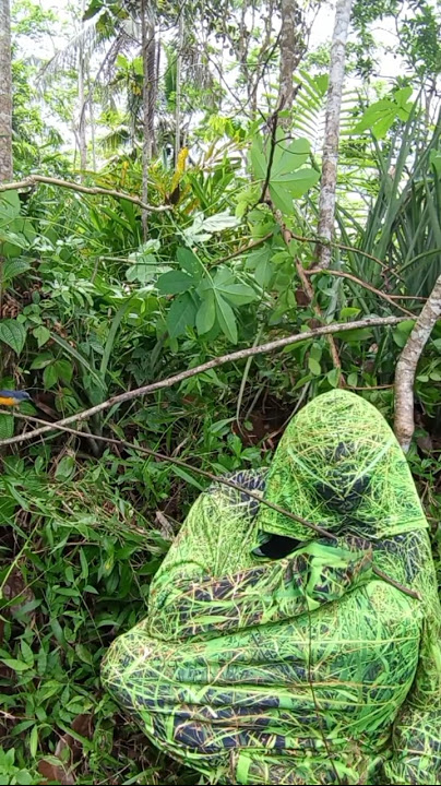 Penyamaran Di Kebun Nanas Hinggap Burung Cantik #birds #shorts
