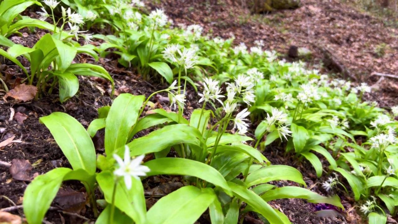 上山打野菜，偏頭菜一堆一堆也太茂盛了，摘一背回去吃個夠！ 【川農小韓】#mushroom #新鲜采摘 #food #樓頂菜園 #eat #cooking