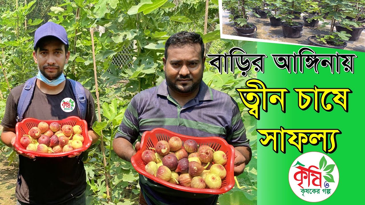 বাড়ির আঙ্গিনায় ত্বীন ফলের চাষ || fig cultivation in bangladesh
