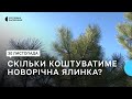 У Запоріжжі наступного тижня місцевий лісгосп почне продавати новорічні дерева: якими будуть ціни