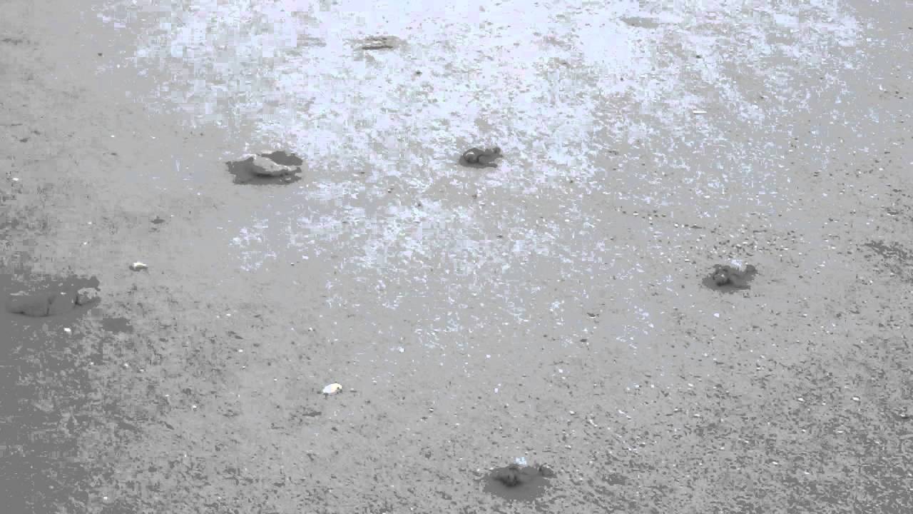 Baby Sea Turtle Hatching Melbourne Florida YouTube baby-sea-turtle-hatching-melbourne-florida-youtube