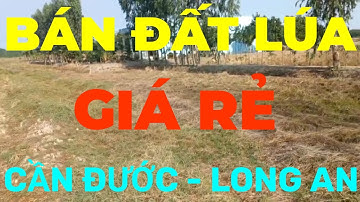 (Ms 161❤Đã Bán) Cần Bán Gấp 2.000m2 Đất Lúa Giá Rẻ Long Hựu Tây, Cần Đước, Long An | Bđs Long An