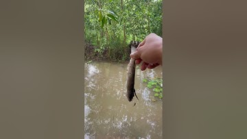 Stop Throwing Trash Into The Otters’ Pond