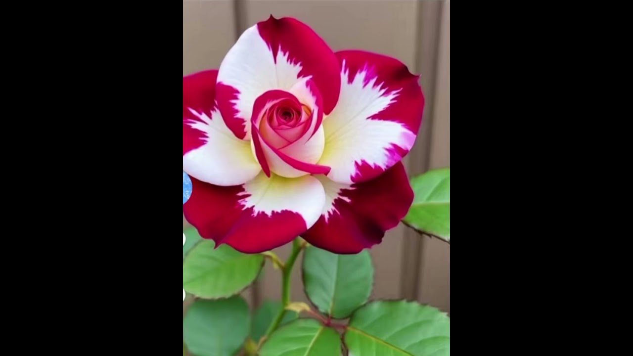 أغنية يا حب الكلية كلماتي 