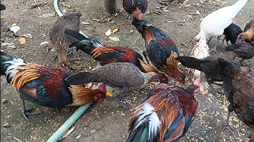 Saib Qaib ua Ke Nawb 3/8/2025