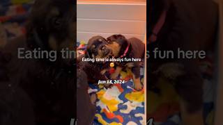 They are so playful after eating mush #rottweiler #puppy #pawsn #miniaturepoodle