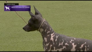 American Hairless Terriers | Breed Judging 2023