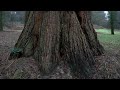 Giant sequoias thriving in uk rivaling americas  reuters