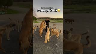 Köpek Beslerken Başımıza Ne Mi Geldi ? 😂 Resimi
