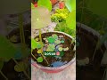 Lotus plant in pot #lotus #lotusflower #plants #shorts #viralvideo #nature #sun #gardening #plants