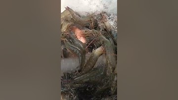 Cách làm mát và gây mê cho tôm thẻ ôxi sống đến nơi giao hàng 😂😂