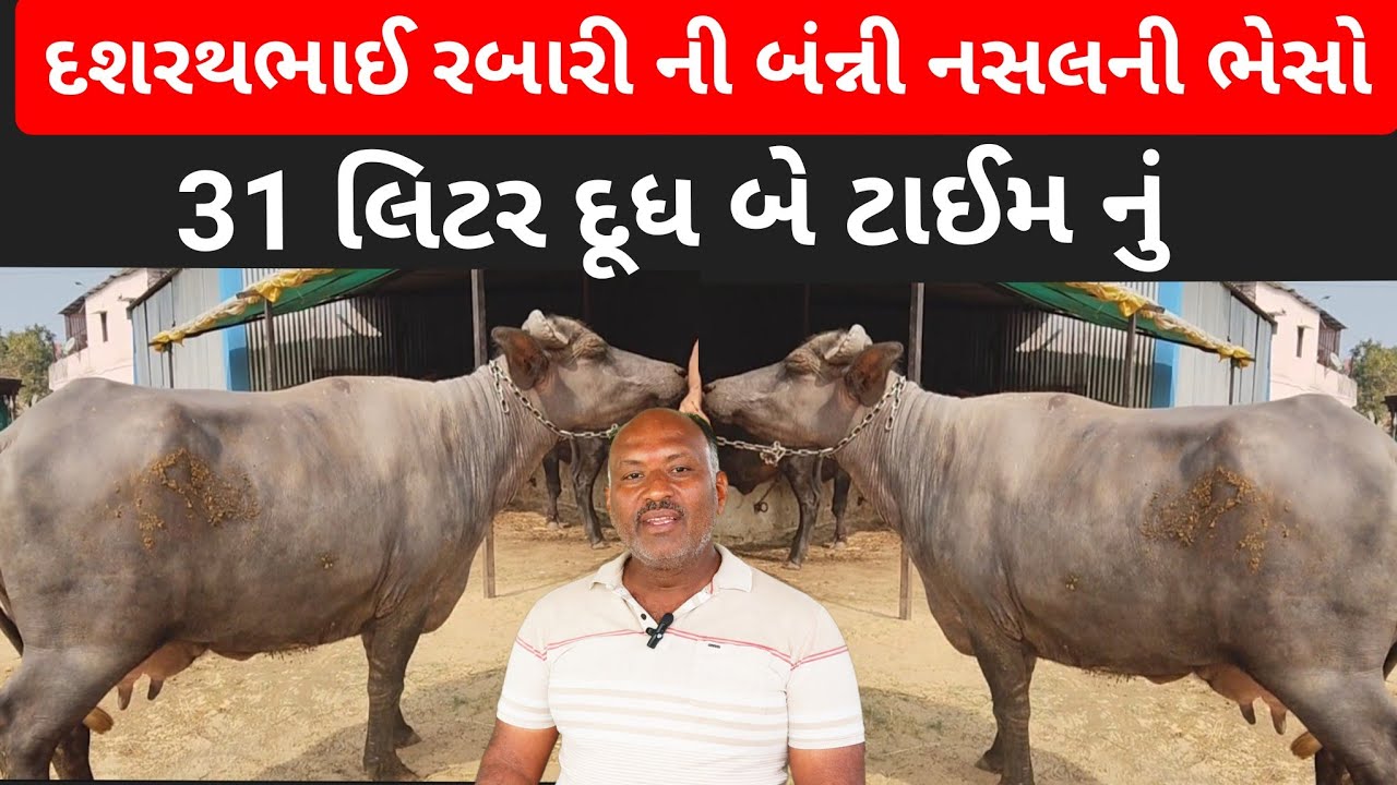 દશરથભાઈ રબારી ની બંન્ની નસલની ભેસો|| Farming & dariy tech