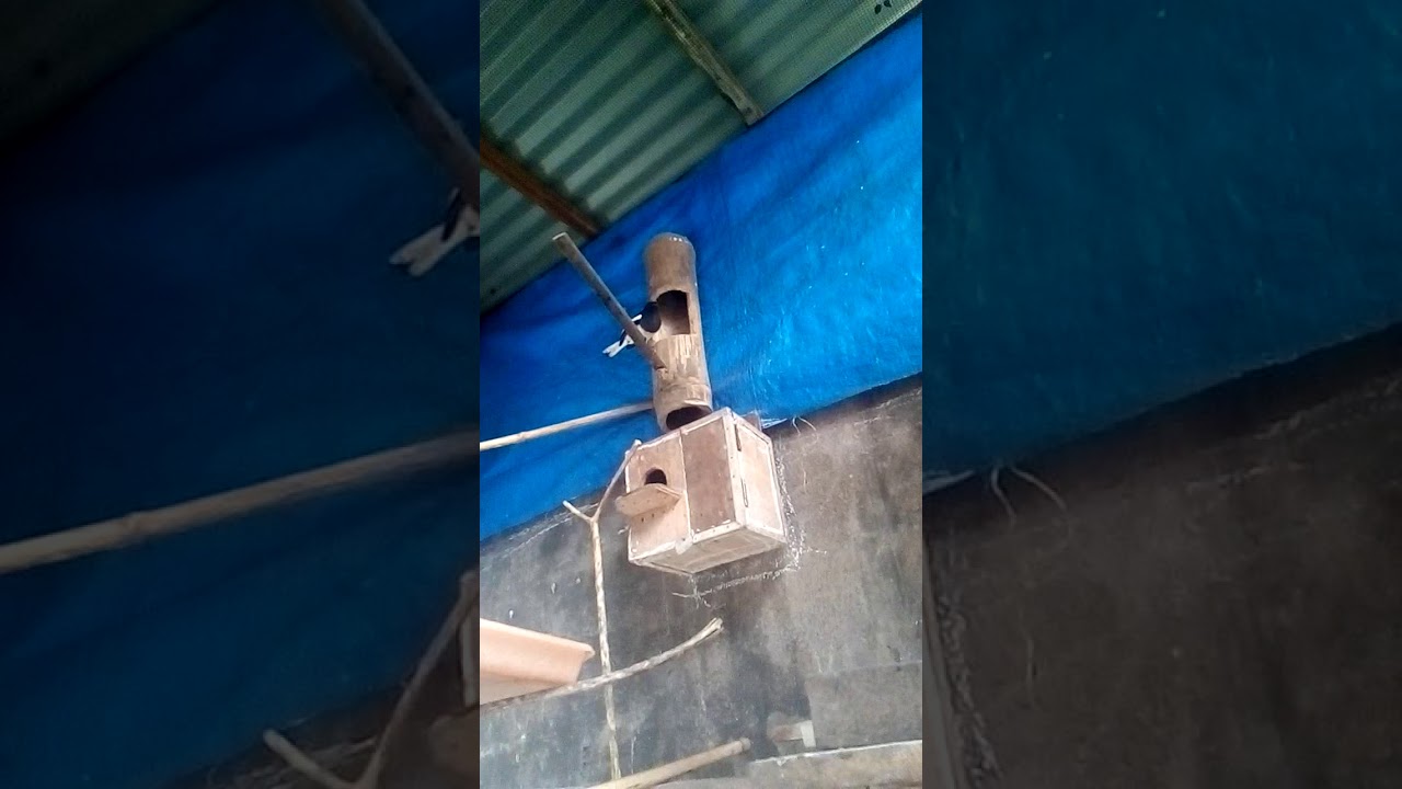 Ternak burung kacer 