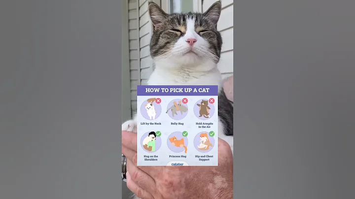How to pick up a cat? 🐈 thumbnail