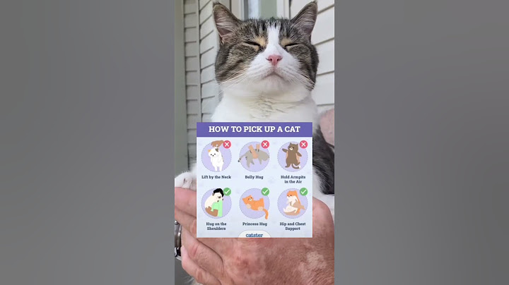 How to pick up a cat? 🐈