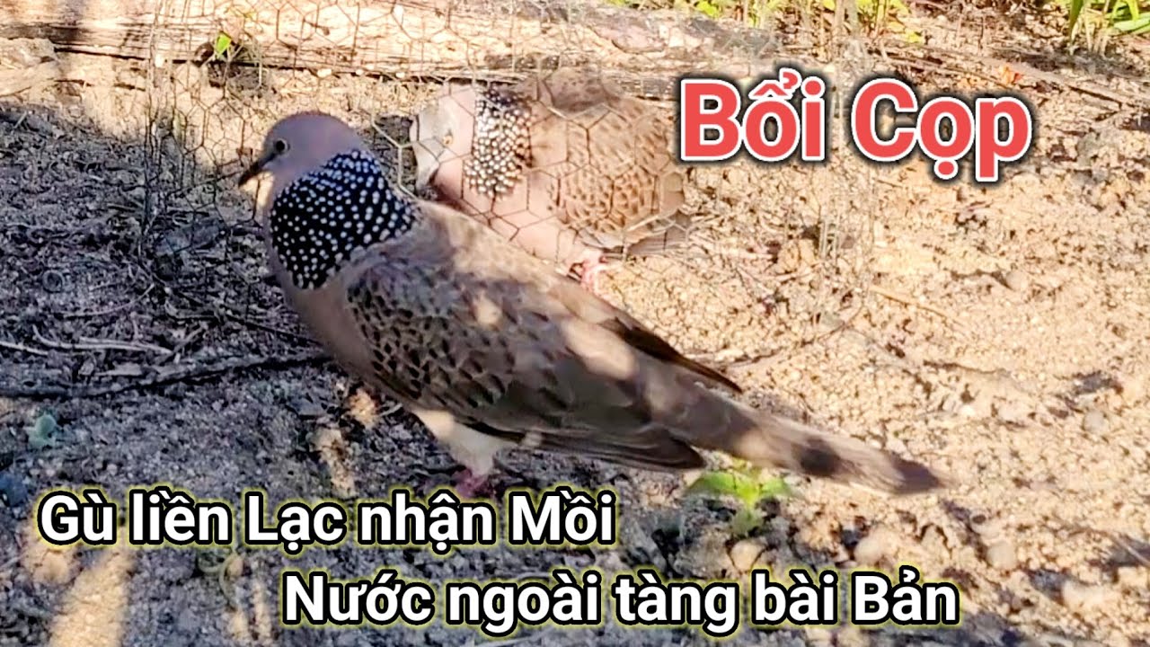 Bổi Cọp,Clip.103.Gù Áp Đảo Liền Lạc Nhận Mồi.Ngoài Tàng Bài Bản.Mời Cả Nhà Xem Và Thẩm Chú Bổi Nhé