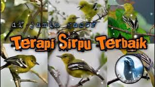 Terapi Burung SIRPU/SIRTU/CIPOH/CIPEW#SiritBinCuing#SuaraPikatAmpuh