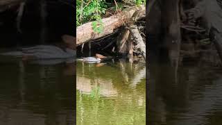 A Duck (Common Merganser ) teaches its ducklings how to hunt, watch them looking underwater