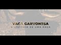 VACA GARVONESA: A HISTÓRIA DE UMA RAÇA