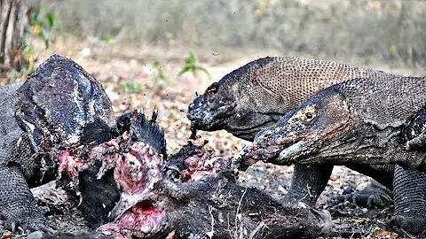 Komodo dragon eats a wild boar